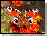 Motyl, Rusałka pawik
