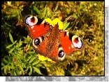 Motyl, Rusałka pawik