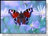 Rusałka Pawik, Motyl, Kwiaty