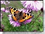 Motyl, Rusałka pokrzywnik