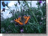 Motyl, Rusałka pokrzywnik