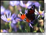 Pawik Rusałka, Motyl