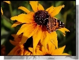 Żółta, Rudbekia, Motyl, Rusałka, Osetnik
