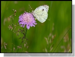 Kwiaty, Motyl, Bielinek rzepnik