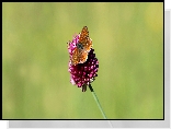 Motyl, Skrzydła, Kwiat