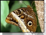 Motyl, Skrzydła, Oka