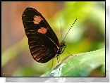 Skrzydła, Motyl