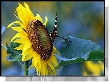 Słonecznik, Motyl