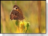 Strzępotek Ruczajnik, Brązowy, Motyl