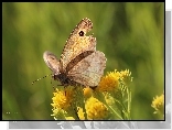 Strzępotek Ruczajnik, Motyl, Owad