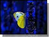 Biało-żółty, Motyl, Bielinek kapustnik, Niebieski, Kwiat, Ciemne, Tło
