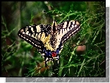 Trawa, Motyl