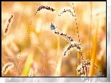 Trawa, Motyl