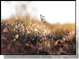 Trawa, Krople, Graficzny, Motyl, Bokeh
