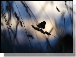 Motyl, Trawa, Makro