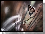 Motyl, Trawa, Makro