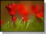 Czerwone, Tulipany, Pszczoła