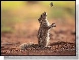 Wiewiórka, Chipmunk, Motylek