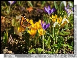 Wiosna, Krokusy, Przebiśniegi, Motyl
