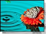Woda, Motyl, Polowiec szachownica, Kwiat, Gerbera