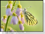 Motyl, Bielinek bytomkowiec, Zbliżenie, Gałązka, Liliowe, Kwiaty