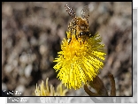 Pszczoła, Żółty, Kwiat, Zbliżenie
