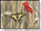 Zboże, Kłosy, Mak, Motyl, Paź królowej