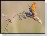 Motyl, Czerwończyk, Trawa, Źdźbło