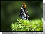 Zielona, Gałązka, Piękny, Motyl