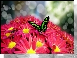 Chryzantema, Zielony, Motyl