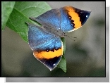 Zielony, Liść, Kolorowy, Motyl