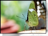 Zielony, Motyl