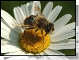 Złocień właściwy, Kwiatostan, Pszczoła