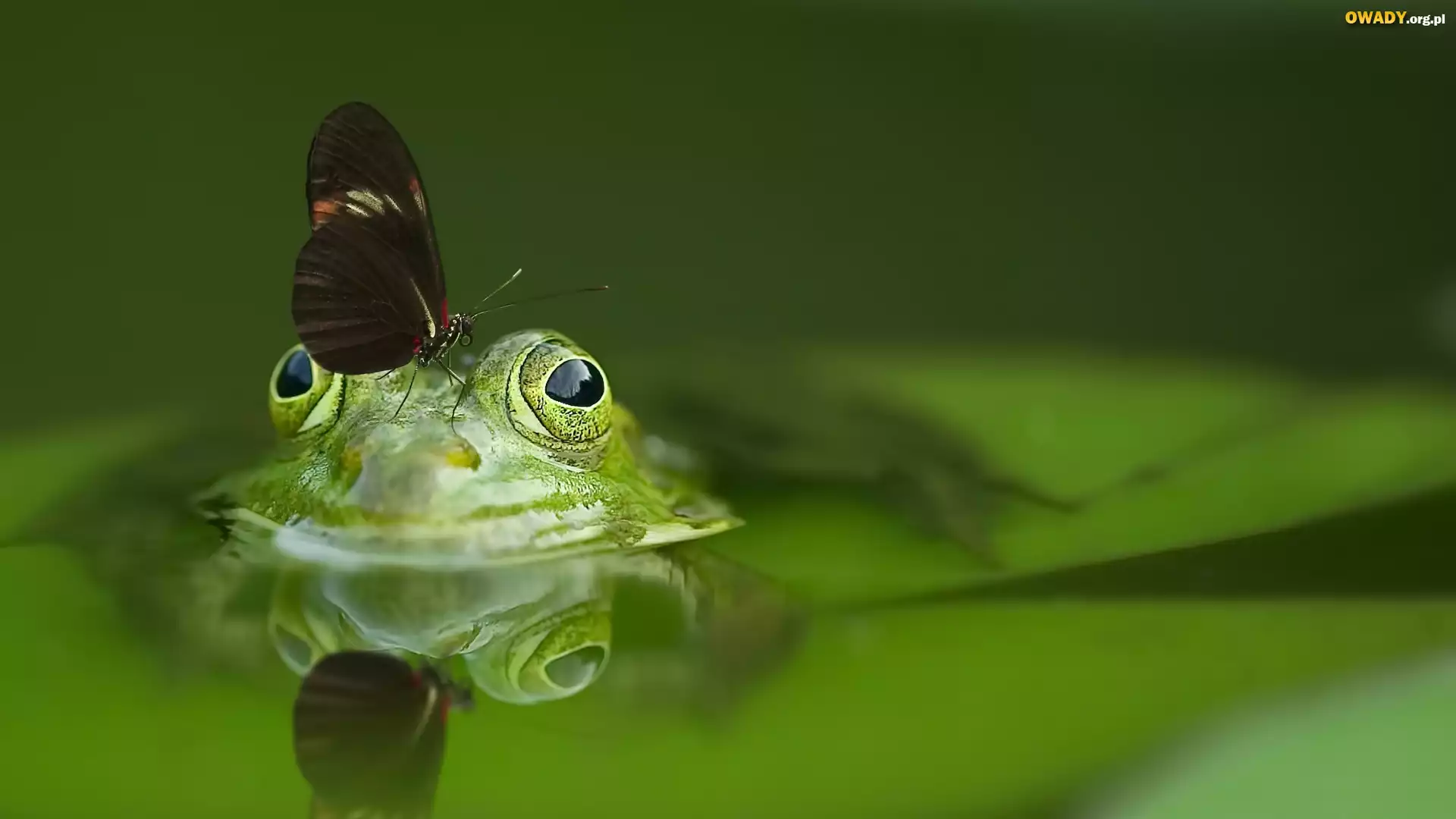 Żaba, Motyl
