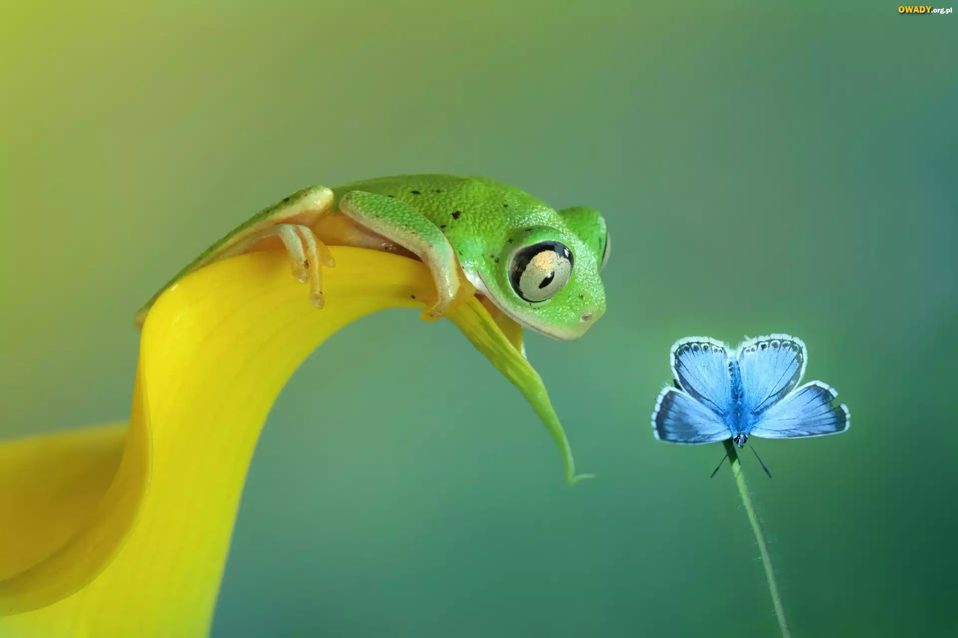 Zielona, Żaba, Motyl