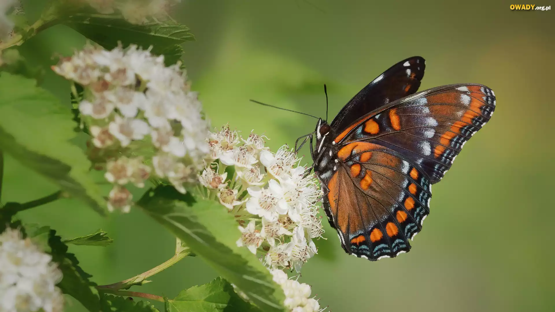 Motyl, Admirał purpurowy, Limenitis arthemis, Białe, Kwiaty
