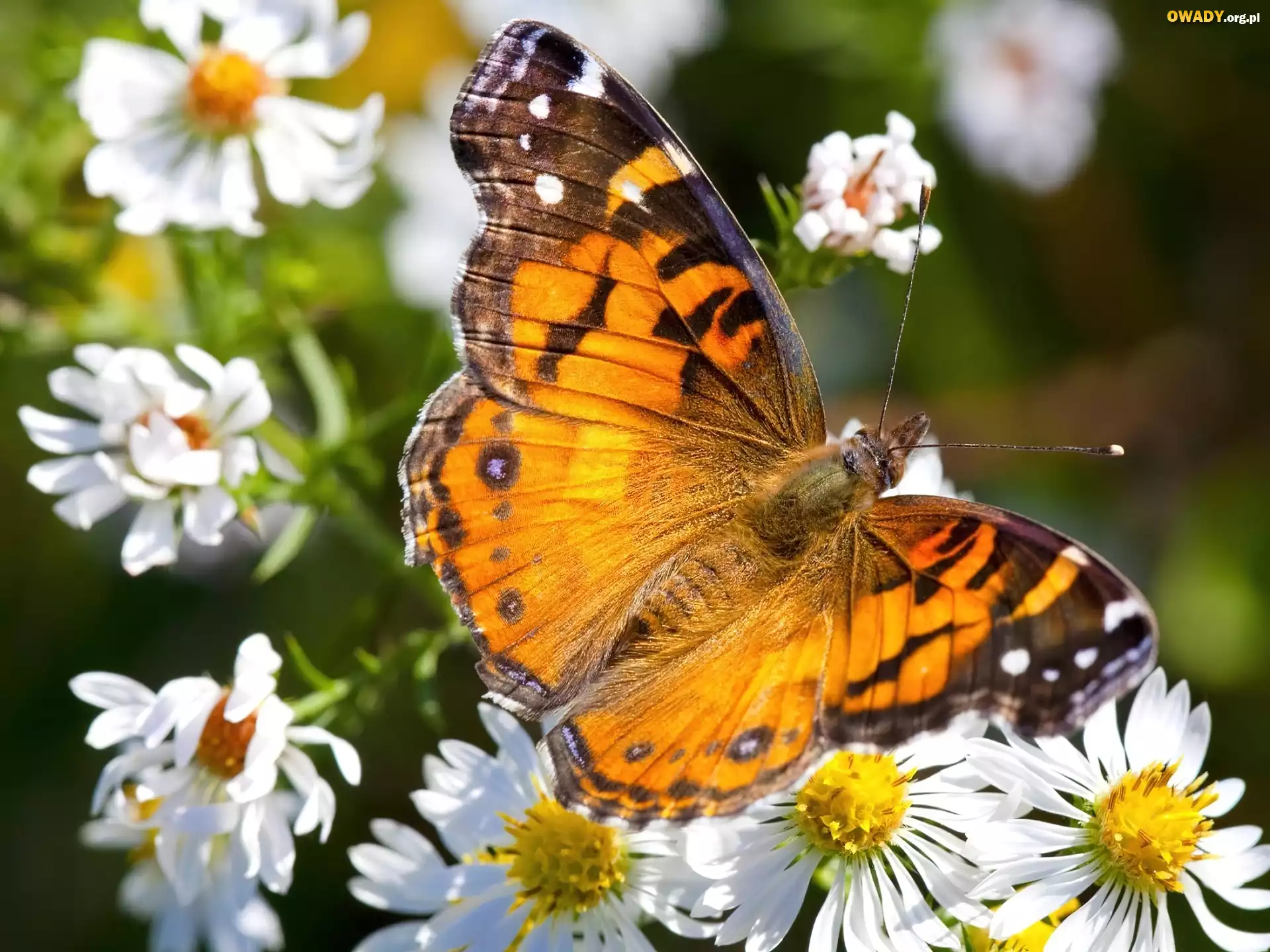 Motyl, Białe, Kwiaty