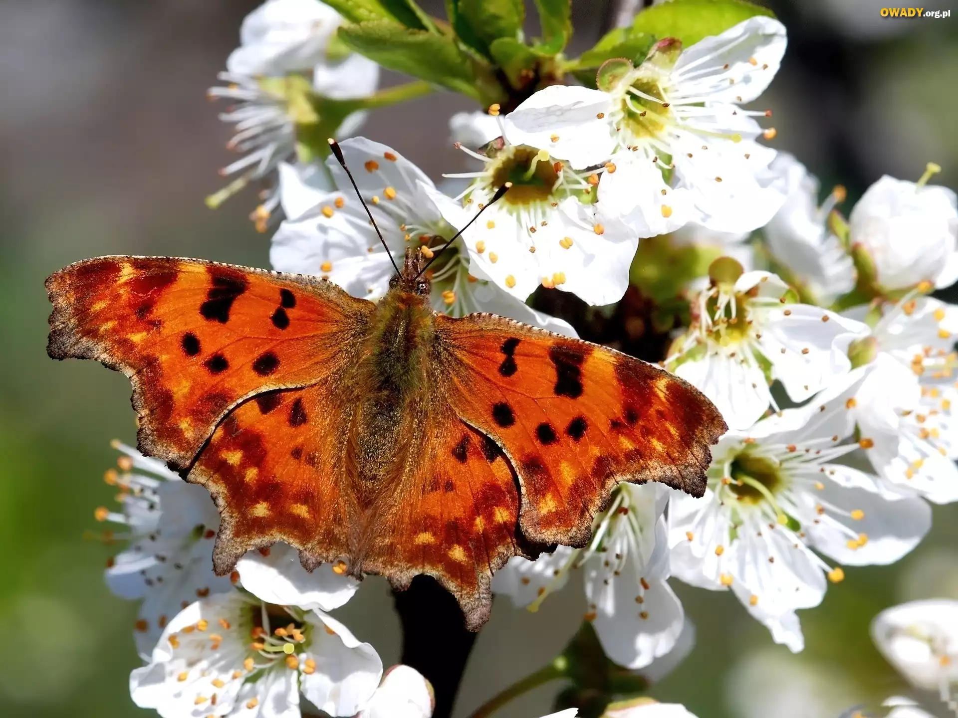 Białe, Kwiaty, Pomarańczowy, Motyl