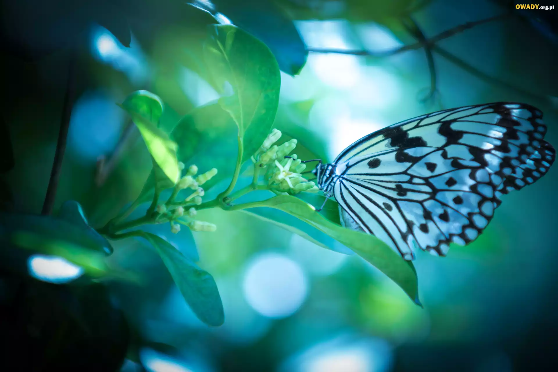 Biało-czarny, Motyl, Roślina