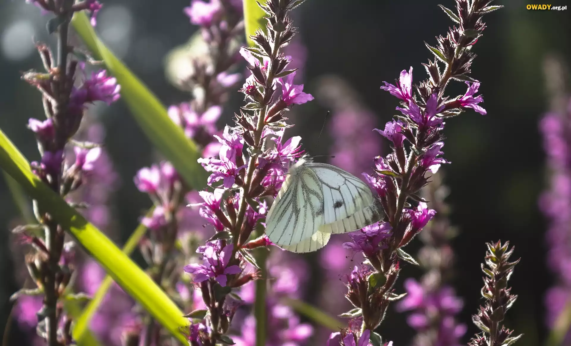 Biały, Motyl, Bielinek, Fioletowe, Kwiaty