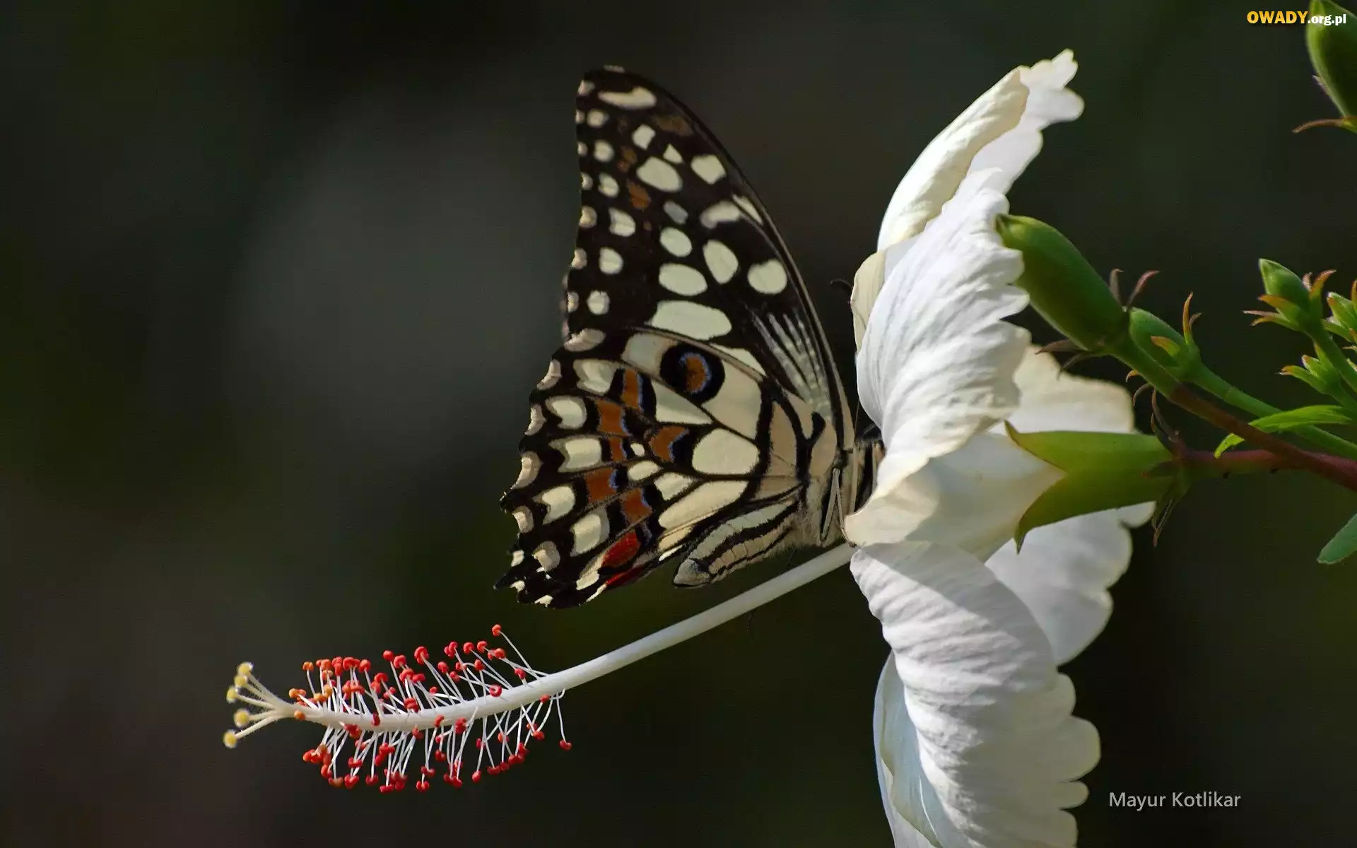 Motyl, Biały, Kwiat, Hibiskus