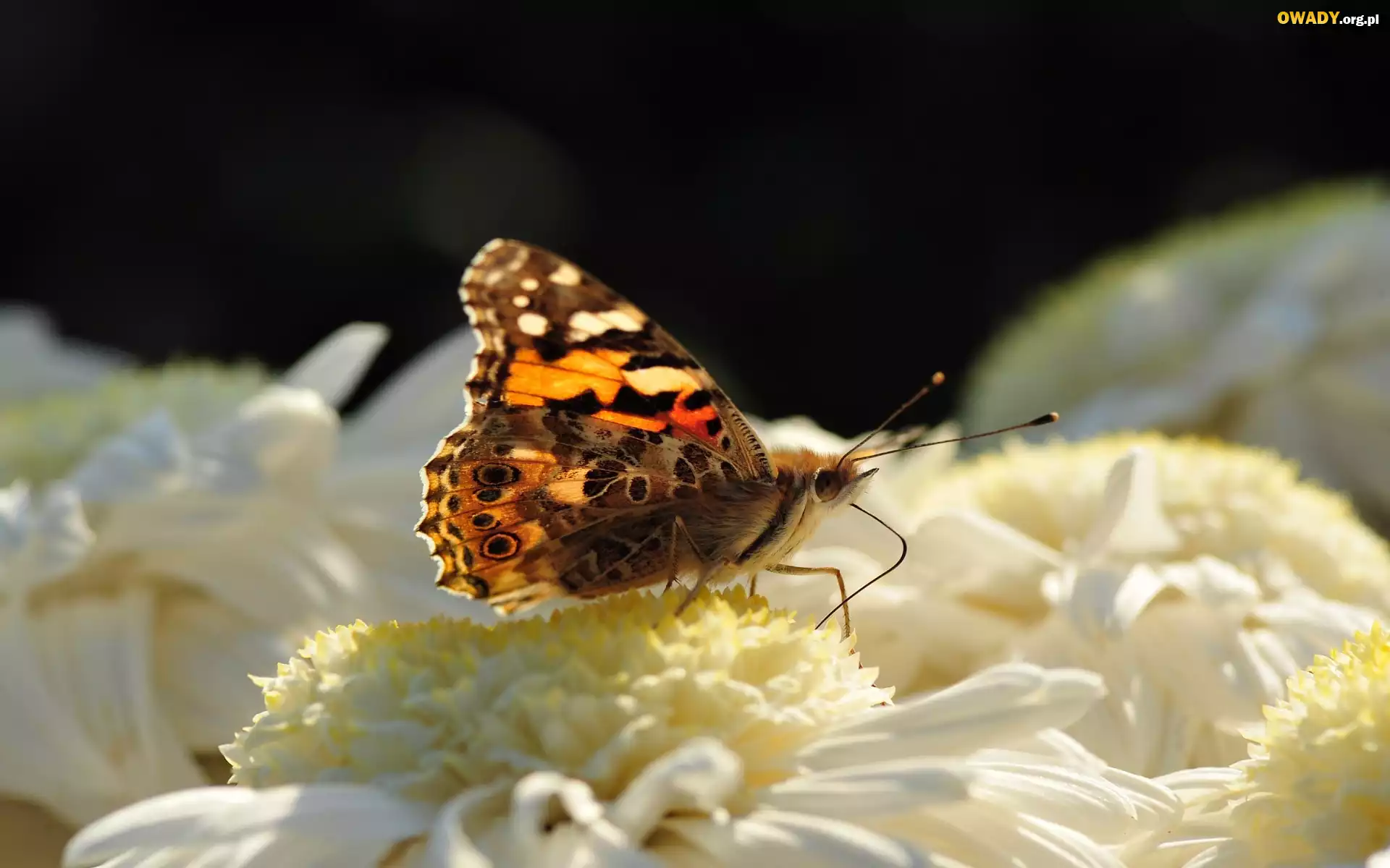 Motyl, Biały, Kwiat