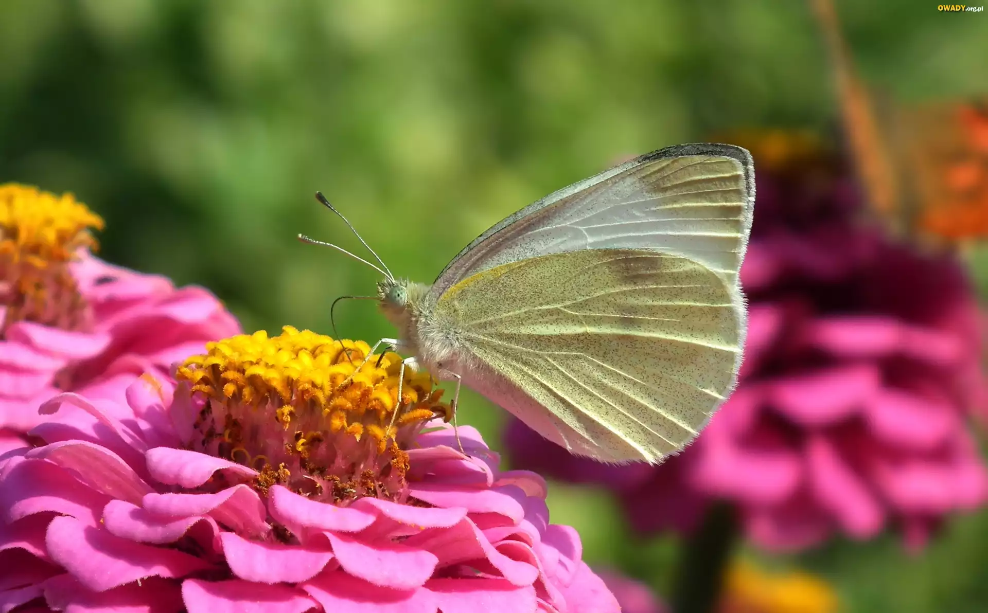 Motyl, Bielinek, Cynia