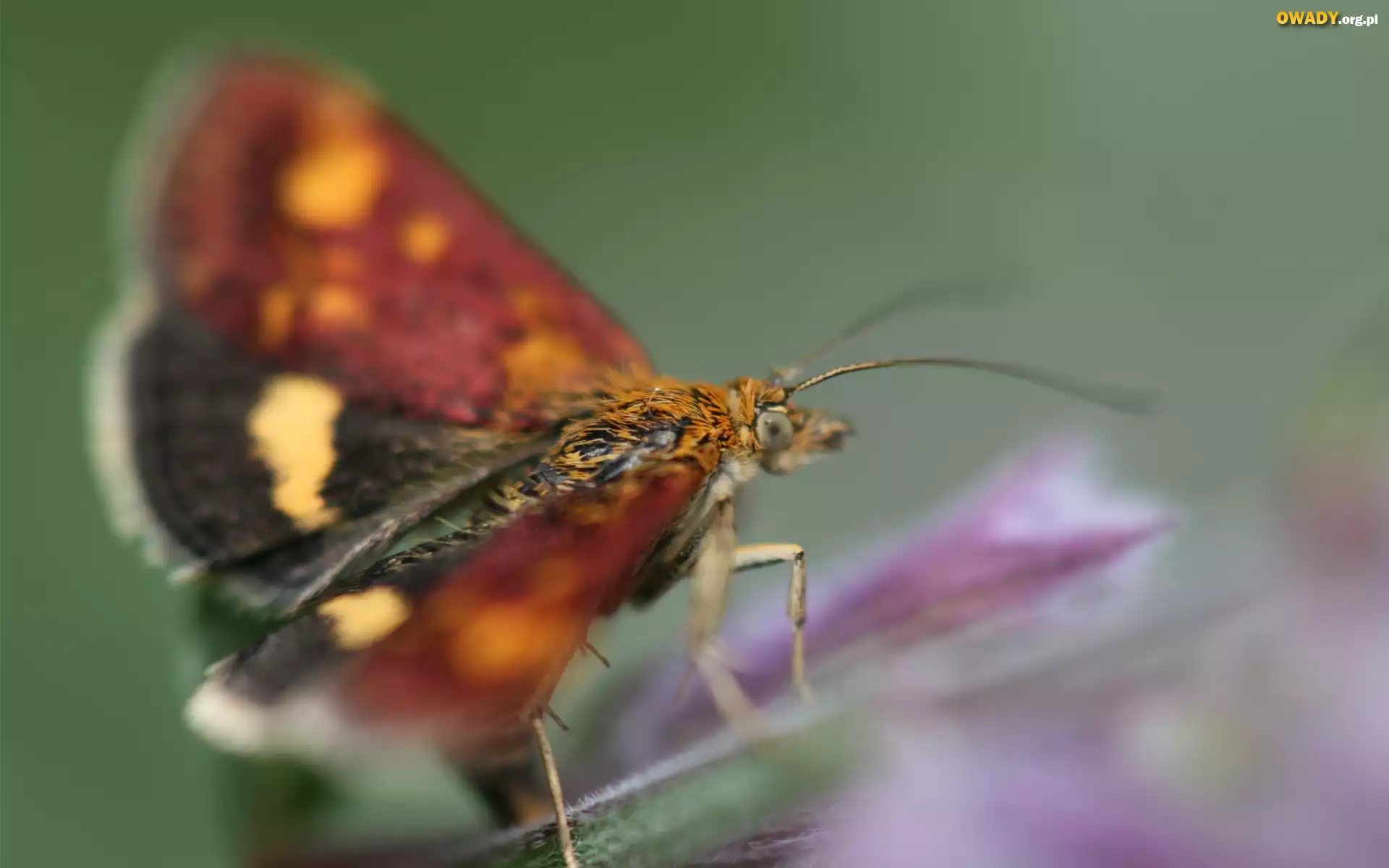 Żółto, Czarno, Bordowy, Motyl