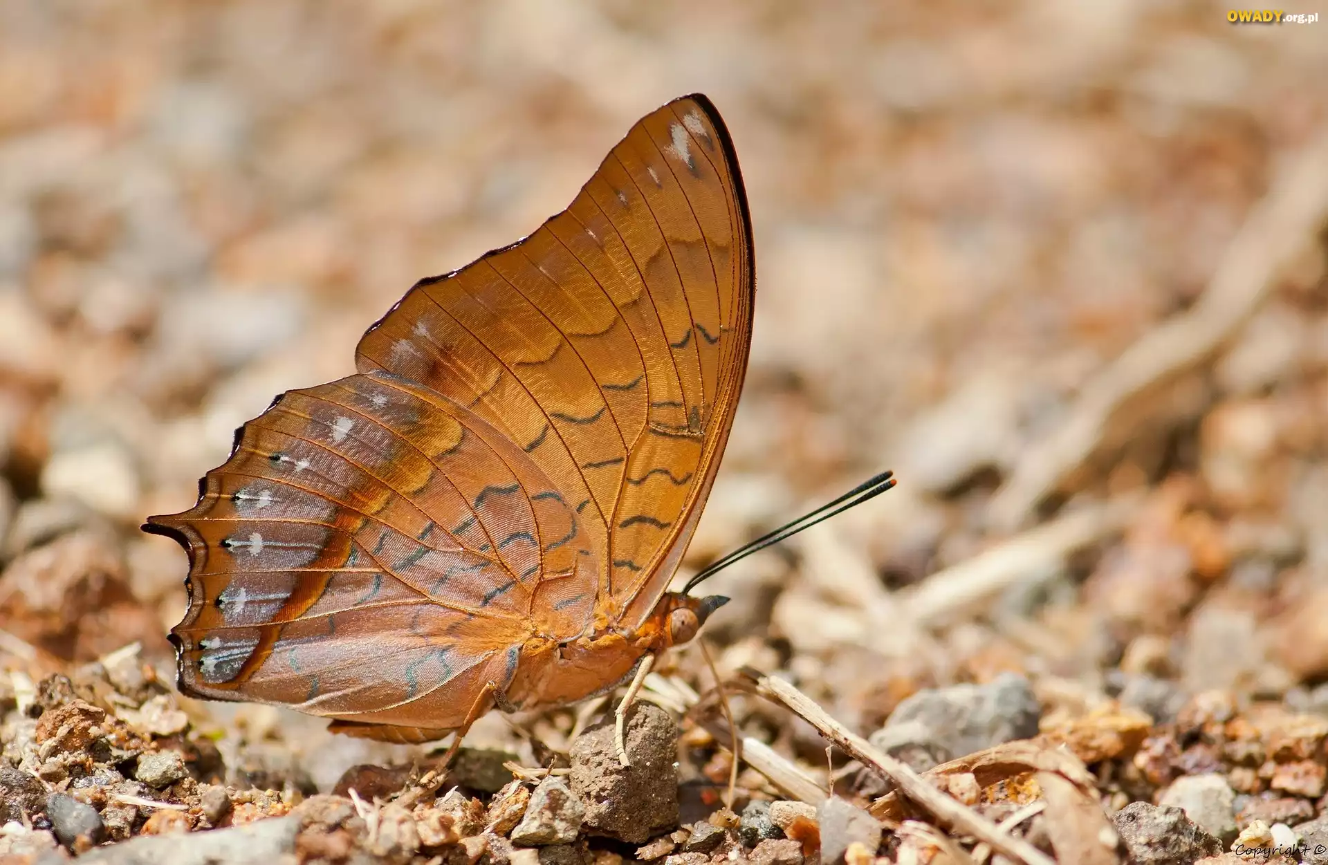 BrÄ…zowy, Motyl, Charaxes affinis