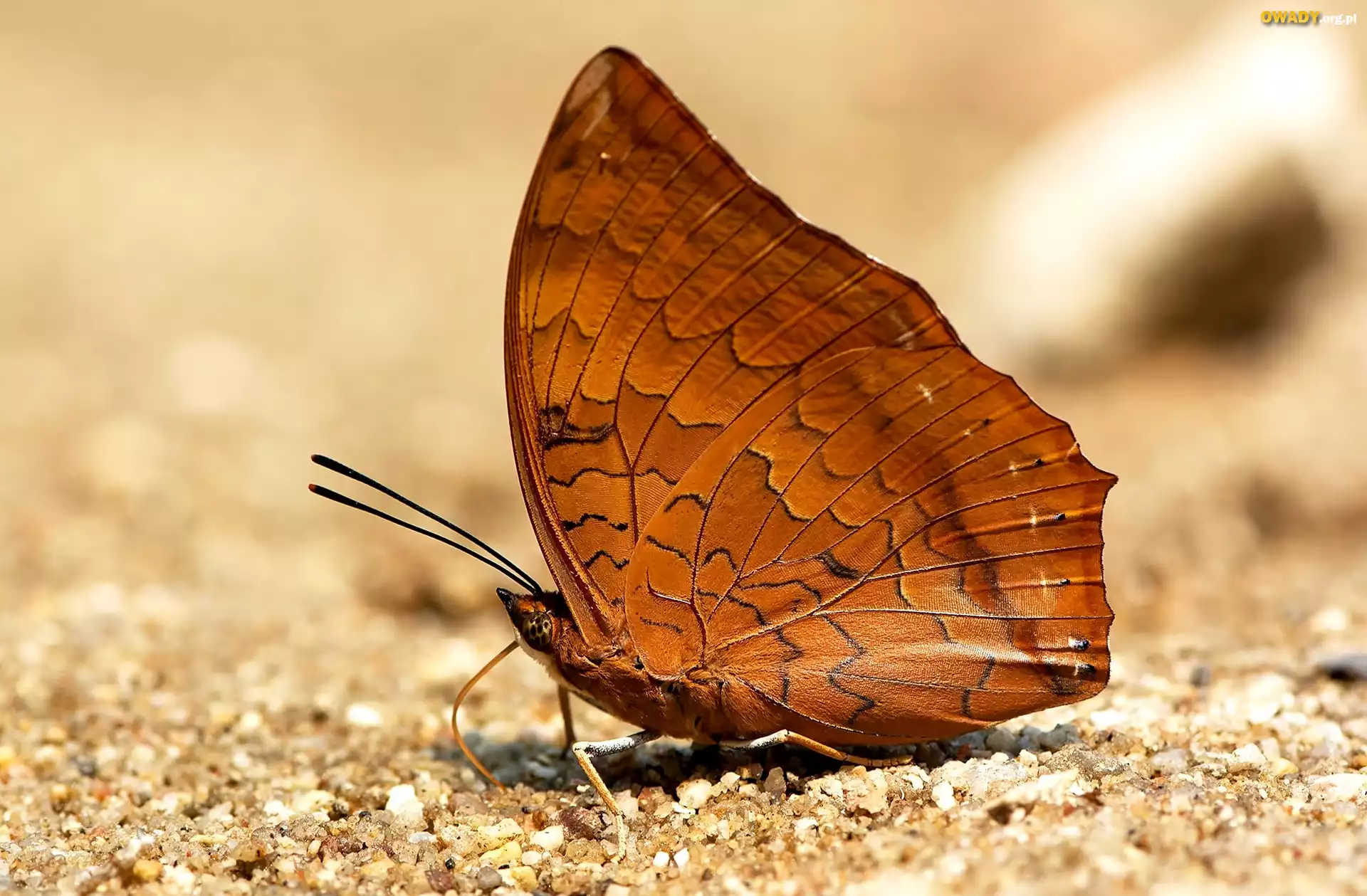 BrÄ…zowy, Motyl, Charaxes marmax, Piasek