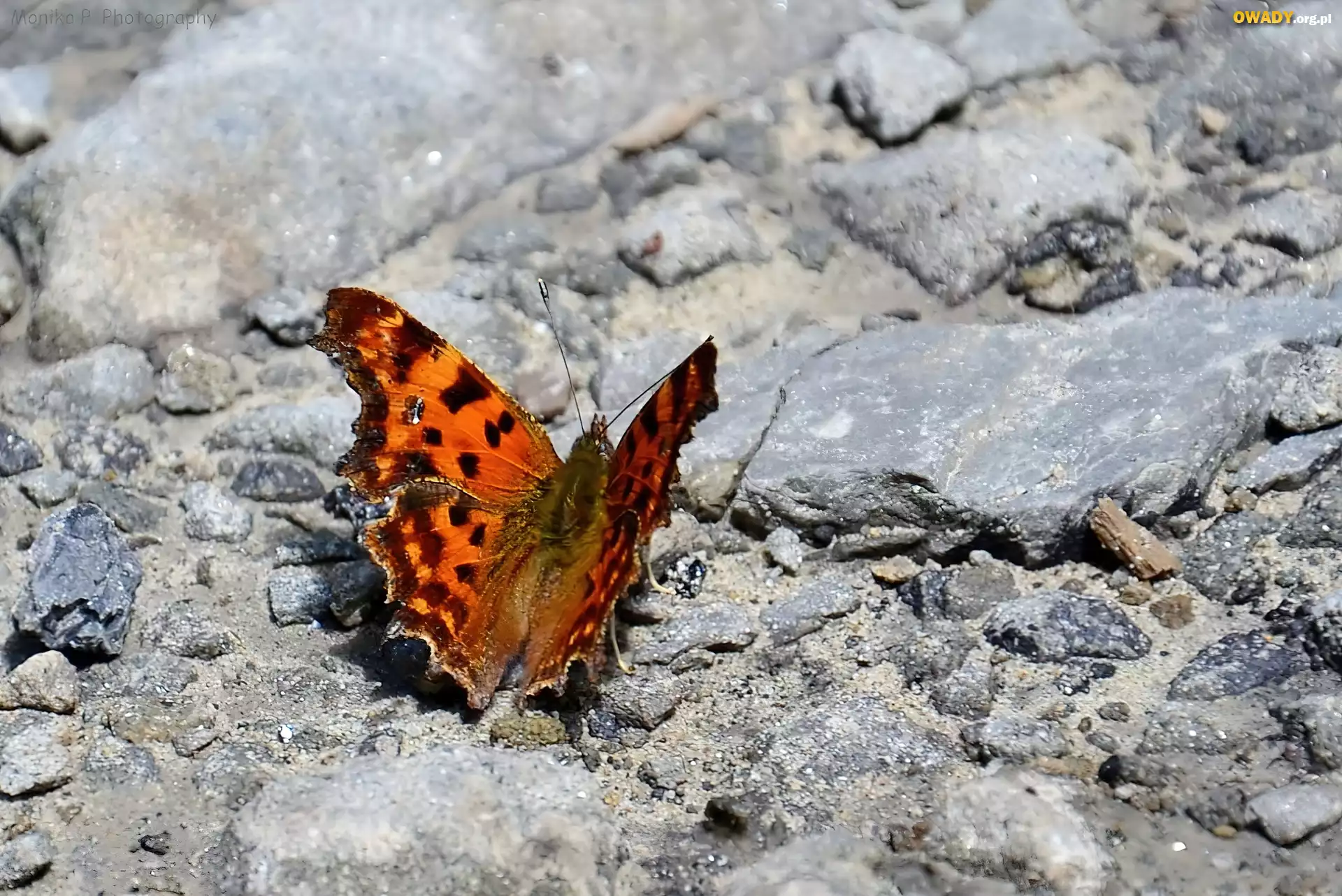BrÄ…zowy, Motyl