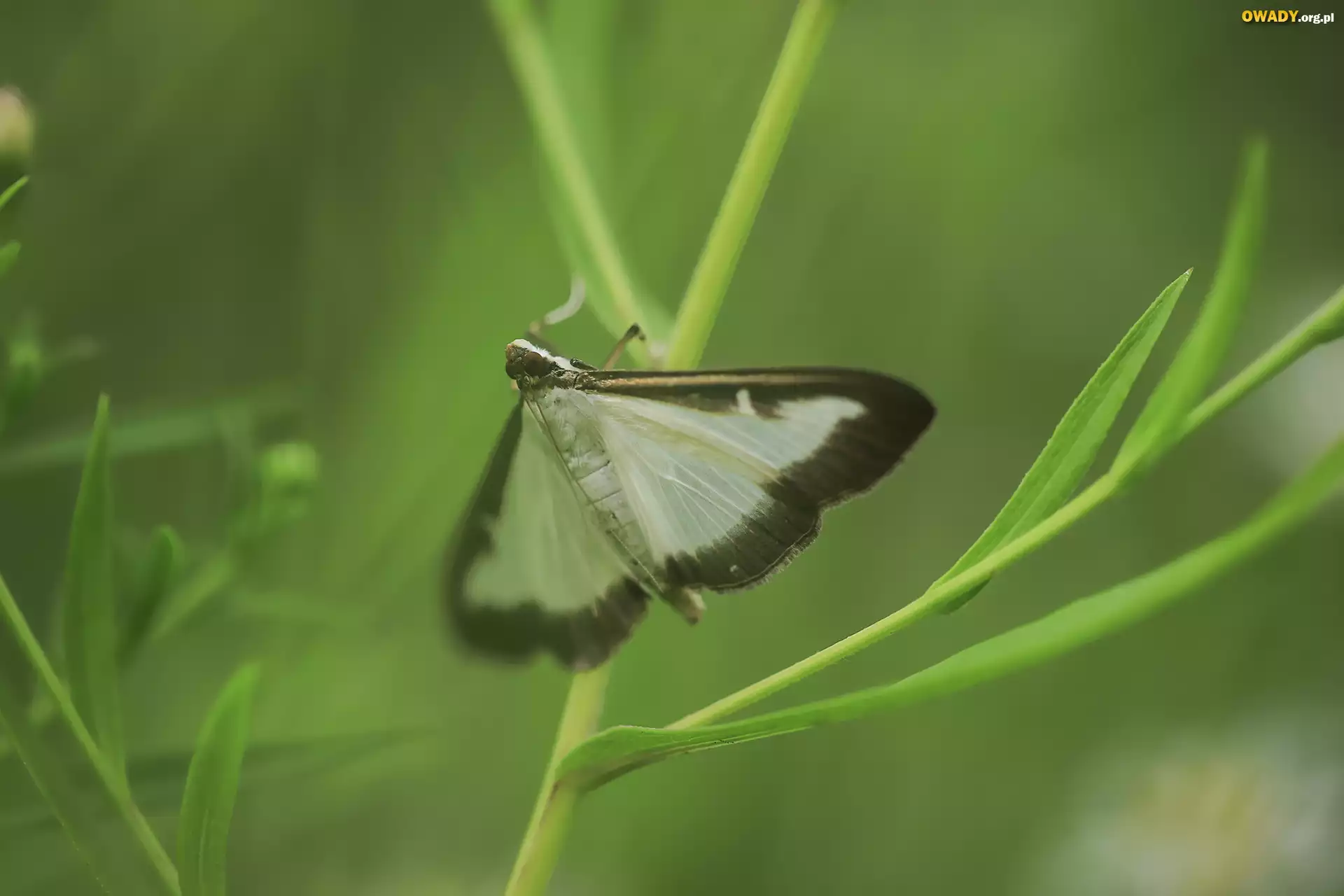 Ćma bukszpanowa, Motyl