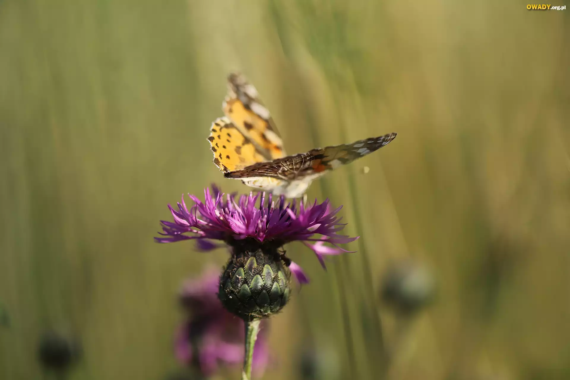 Chaber driakiewnik, Fioletowy, Kwiat, Motyl