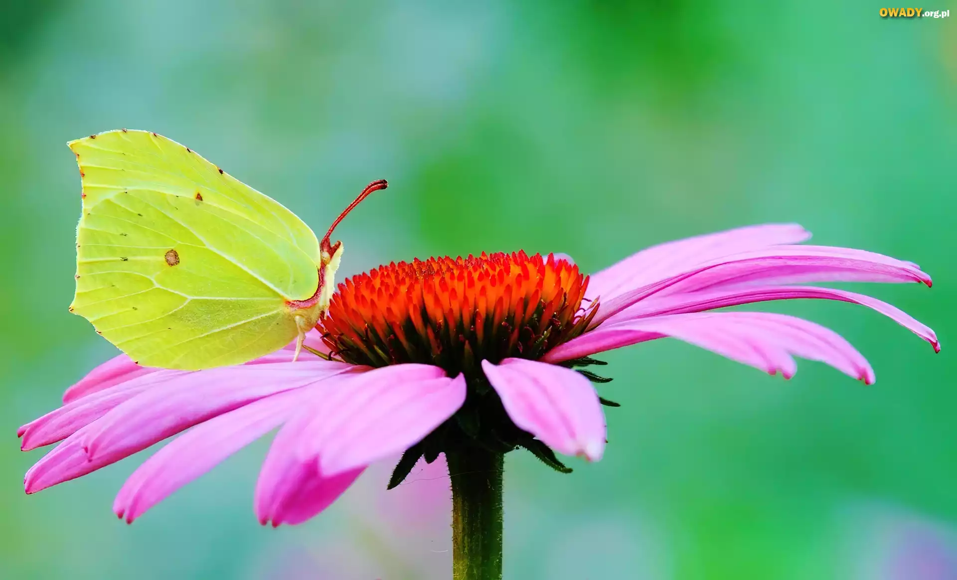 Motyl, Cytrynek, Gerbera